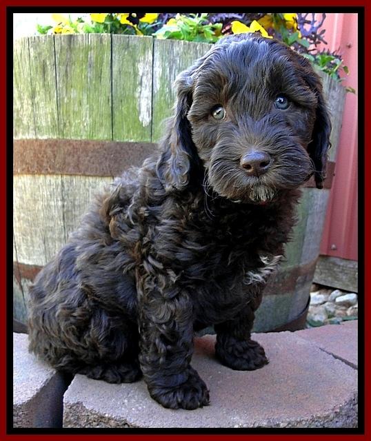 CB pups 7 wks old 14