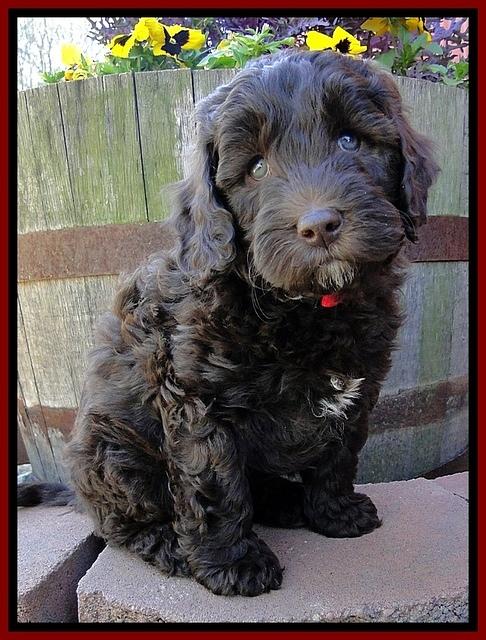 CB pups 7 wks old 15