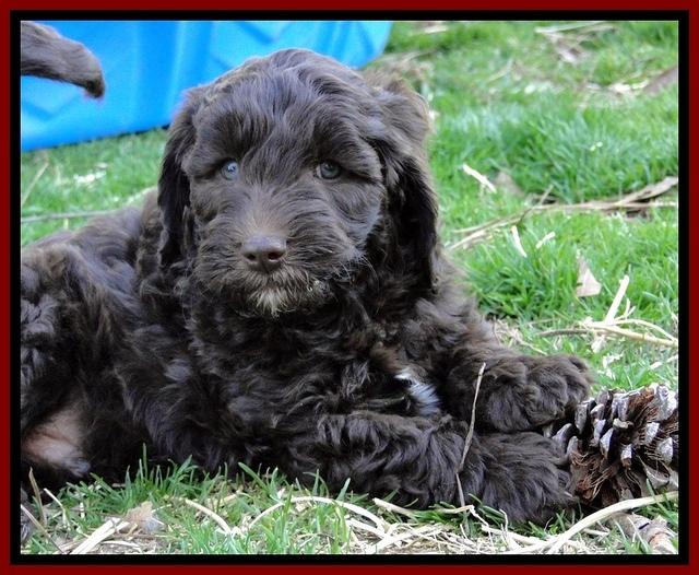 CB pups 7 wks old 16