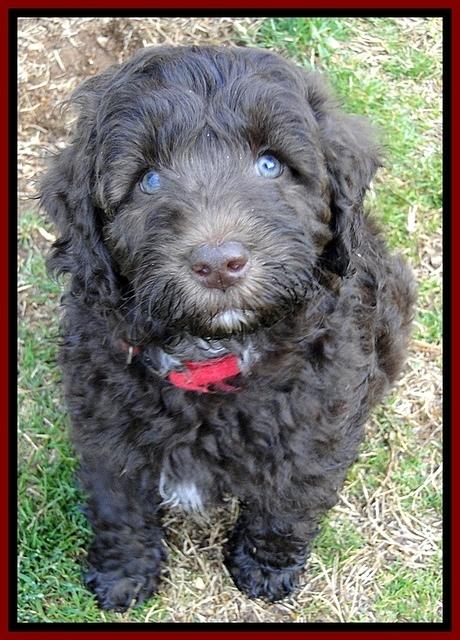 CB pups 8 wks old 14