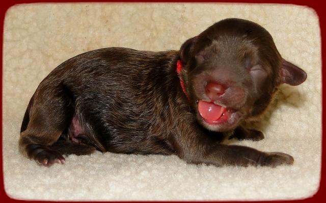 CB pups newborn 12