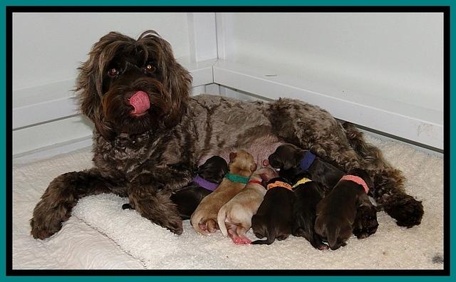 CB pups 1 day old group 3