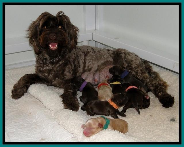 CB pups 1 day old group