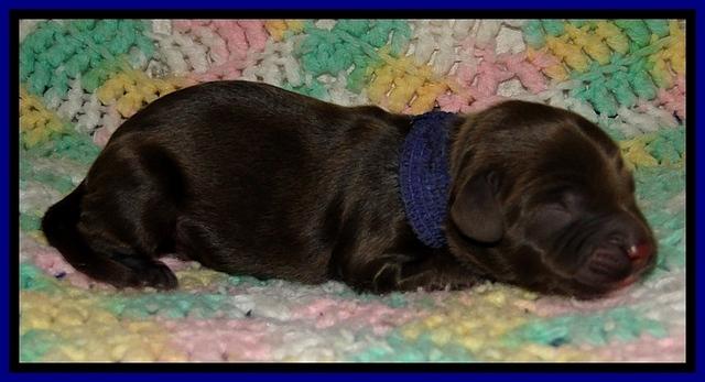 CB pups 1 day old 1