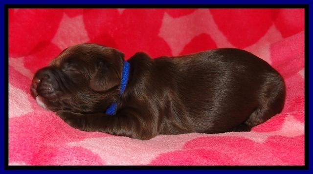 CB pups 1 wk old 1