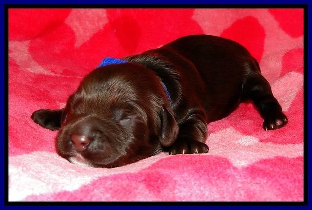 CB pups 1 wk old 2