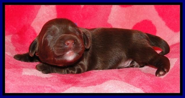 CB pups 1 wk old 3