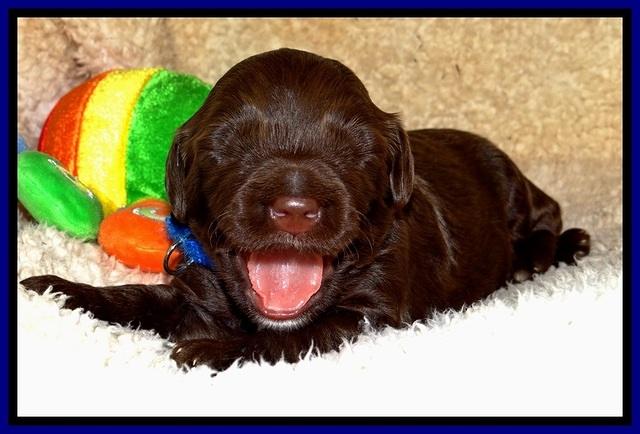 CB pups 2 wks old 2