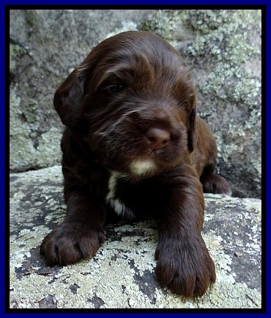 CB pups 3 wks old 35