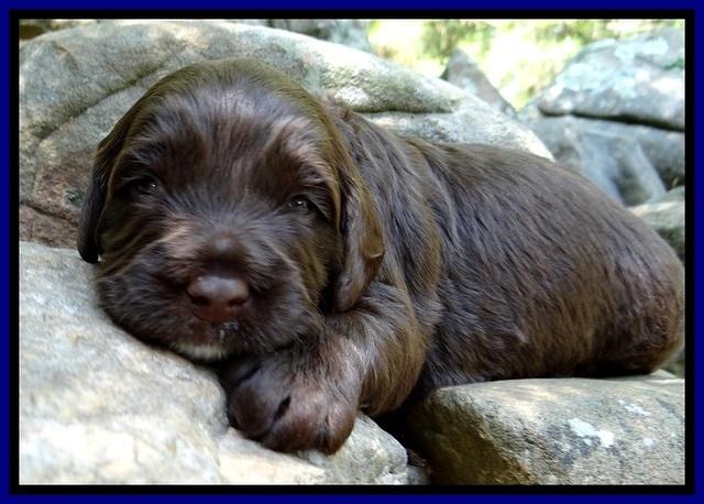 CB pups 3 wks old 36