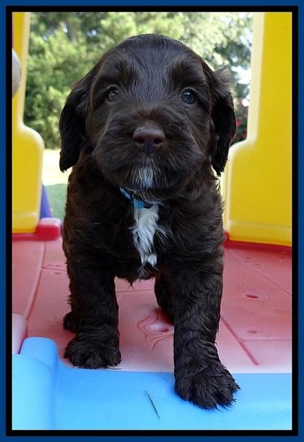 CB pups 5 wks old 2