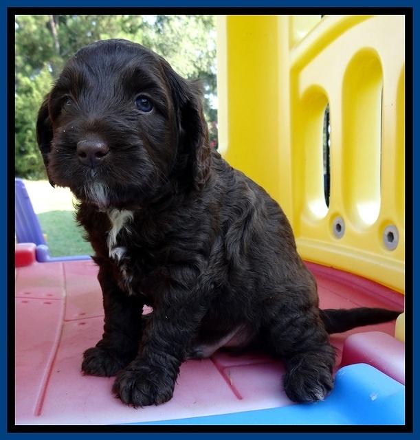 CB pups 5 wks old 25