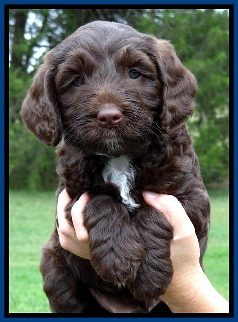 CB pups 6 wks old 14