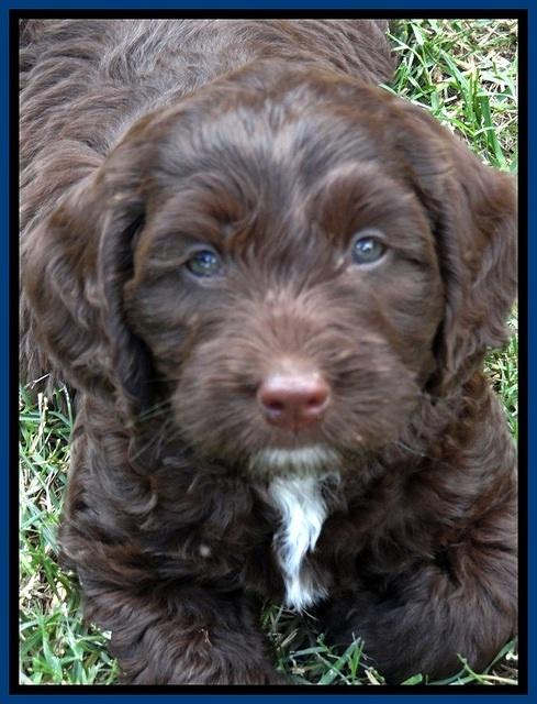 CB pups 7 wks old 39