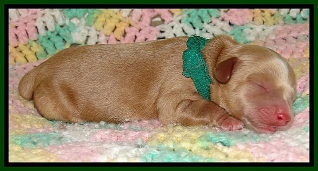 CB pups 1 day old 10