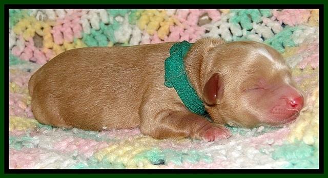CB pups 1 day old 9