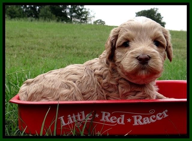 CB pups 4 wks old 7