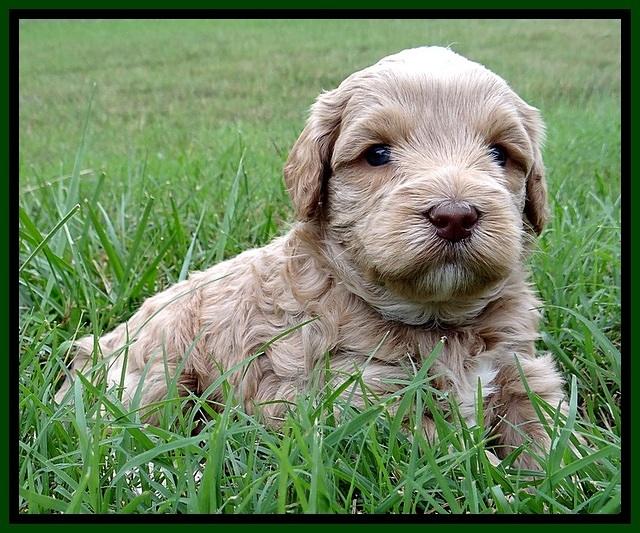 CB pups 4 wks old 8