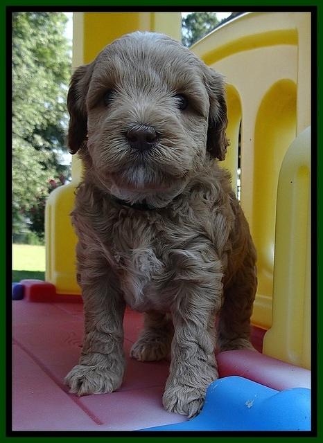 CB pups 5 wks old 20