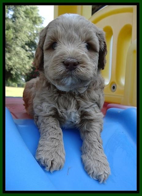 CB pups 5 wks old 22