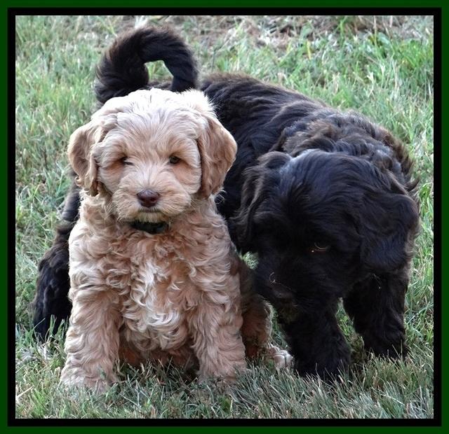 CB pups 7 wks old 62