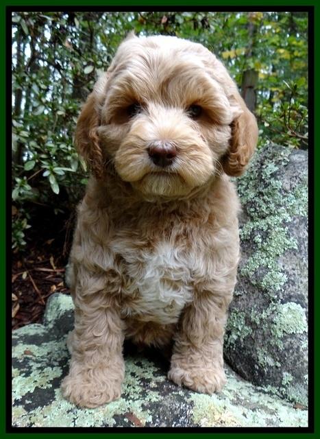 CB pups 8 wks old 21