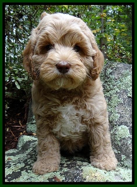 CB pups 8 wks old 26