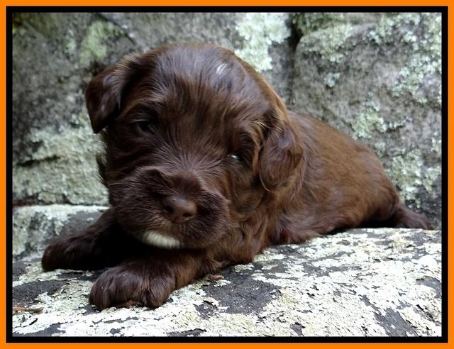 CB pups 3 wks old 17