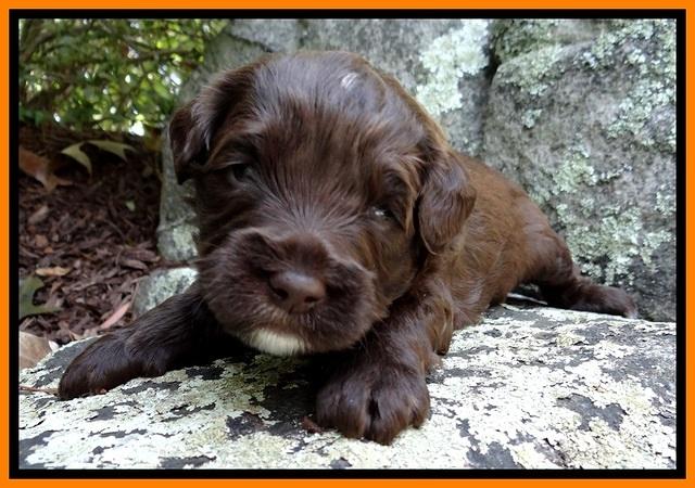 CB pups 3 wks old 18