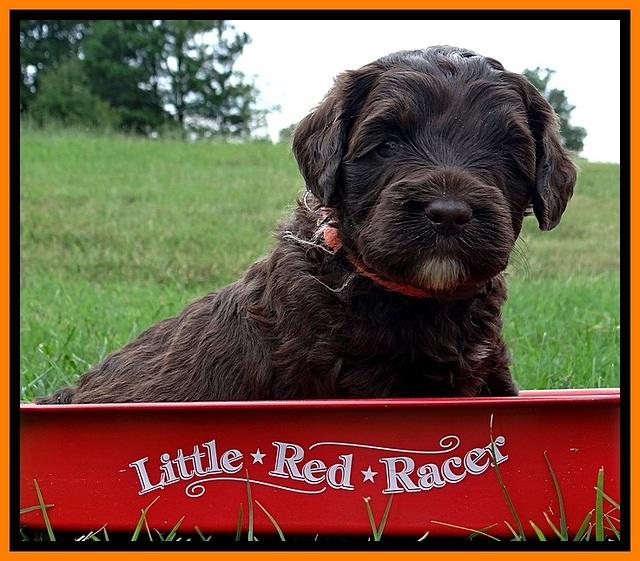 CB pups 4 wks old 4