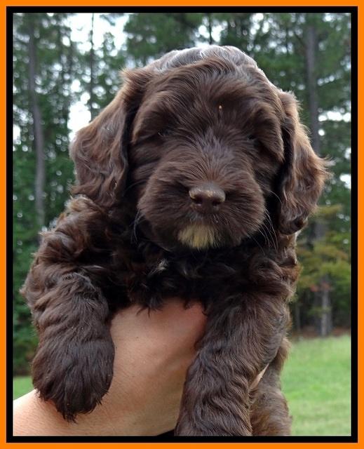 CB pups 6 wks old 30