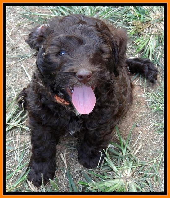 CB pups 7 wks old 40
