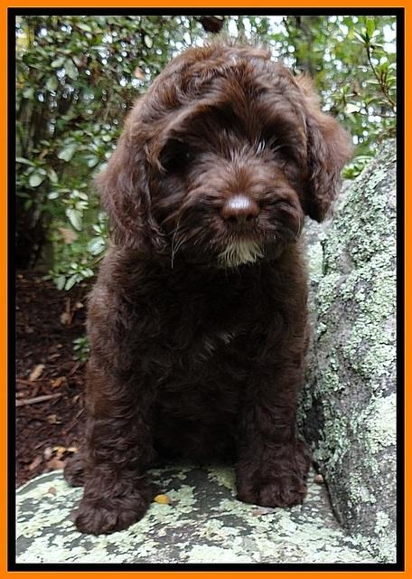 CB pups 8 wks old 25