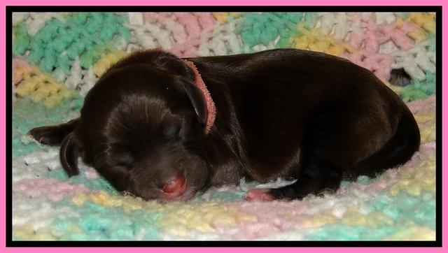 CB pups 1 day old 4