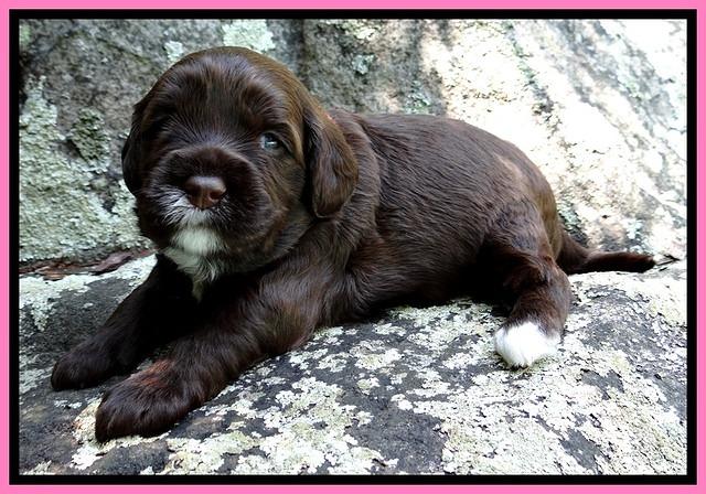 CB pups 3 wks old 7