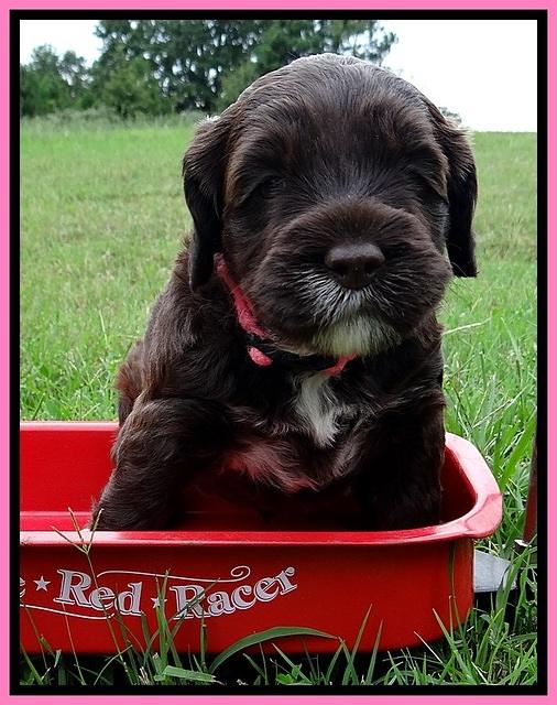 CB pups 4 wks old 12