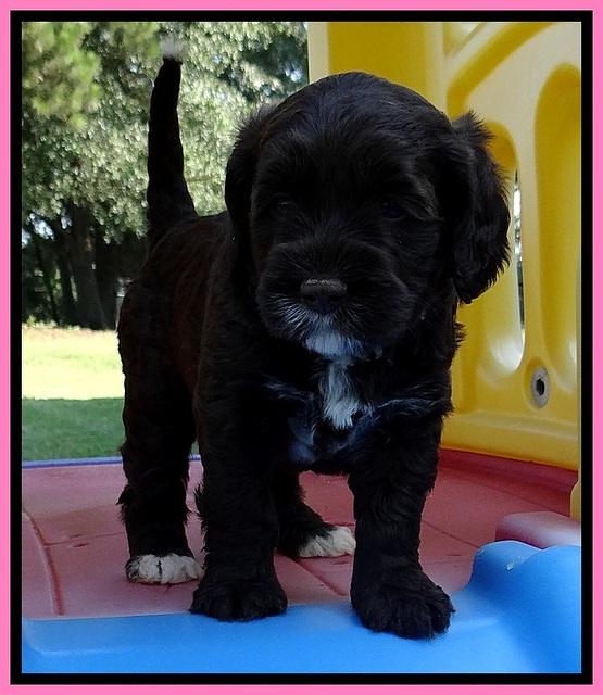 CB pups 5 wks old 9