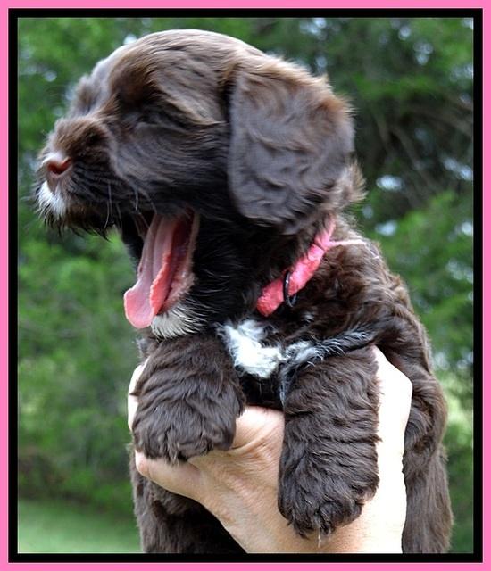 CB pups 6 wks old 11