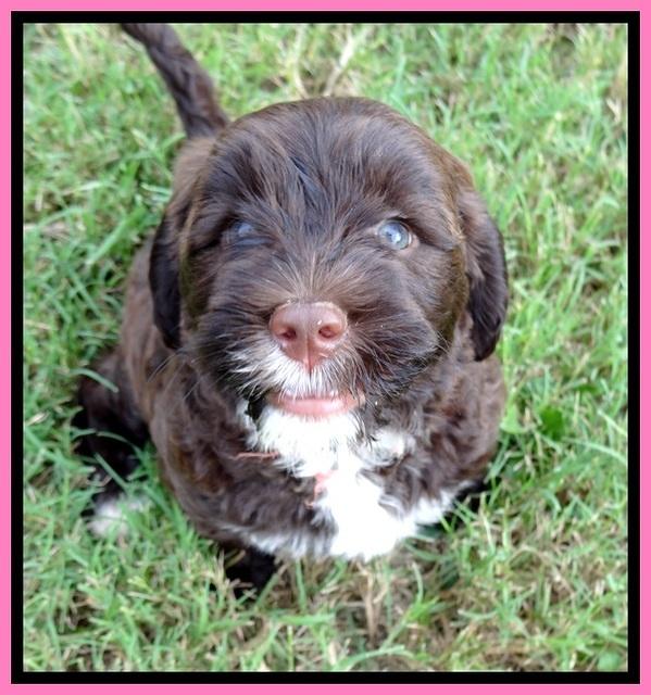 CB pups 7 wks old  2