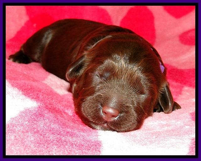 CB pups 1 wk old 9
