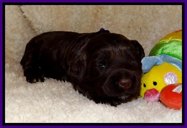 CB pups 2 wks 9