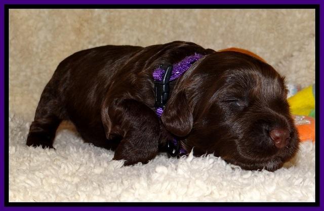 CB pups 2 wks old 4