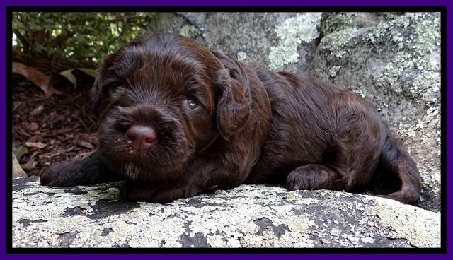 CB pups 3 wks old 21