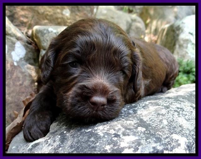 CB pups 3 wks old 37