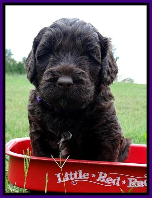 CB pups 4 wks old 14