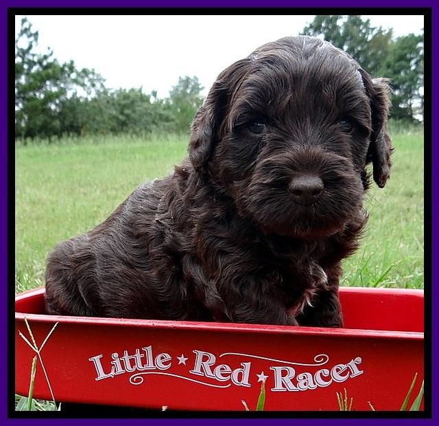 CB pups 4 wks old 15
