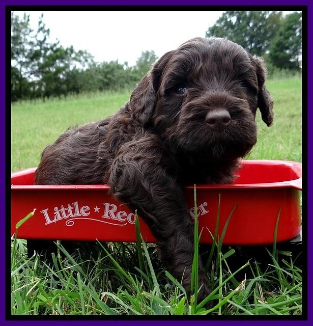 CB pups 4 wks old 16