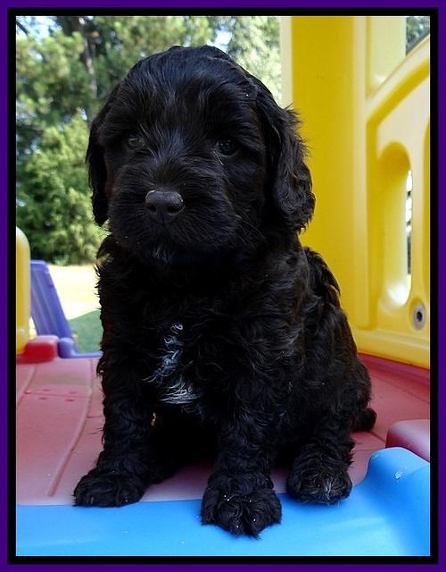 CB pups 5 wks old 10