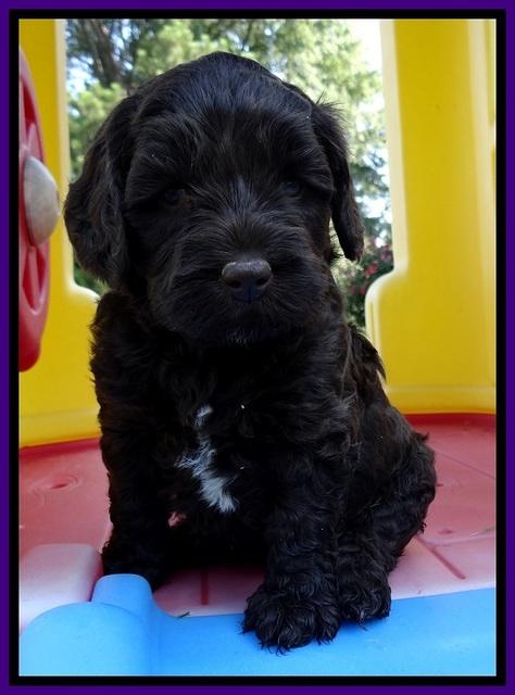 CB pups 5 wks old 11