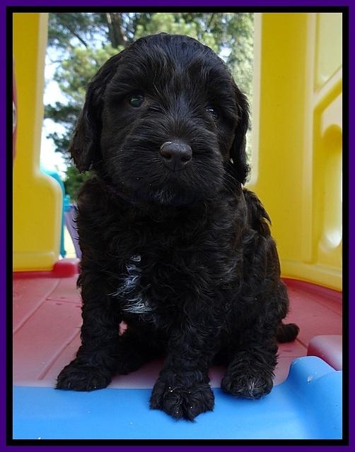 CB pups 5 wks old 12